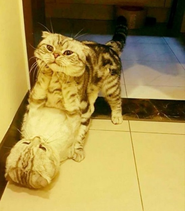 Illustration de l'article : 23 photos trompe-l’œil qui jouent avec l'illusion