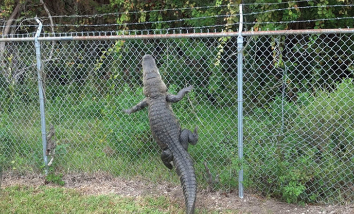 Illustration de l'article : Ces 20 photos qui donnent le frisson