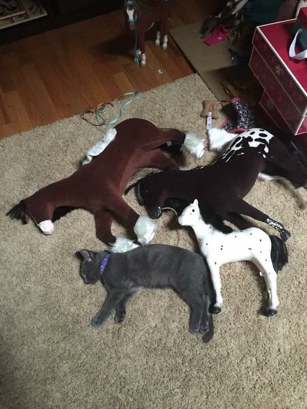 Illustration de l'article : Qui a vraiment le niveau pour trouver l'intrus sur ces 100 photos ? 