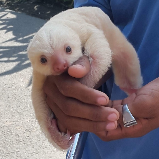 Sauriez Vous Reconnaitre A Quelle Espece Appartiennent Ces 18 Bebes Animaux