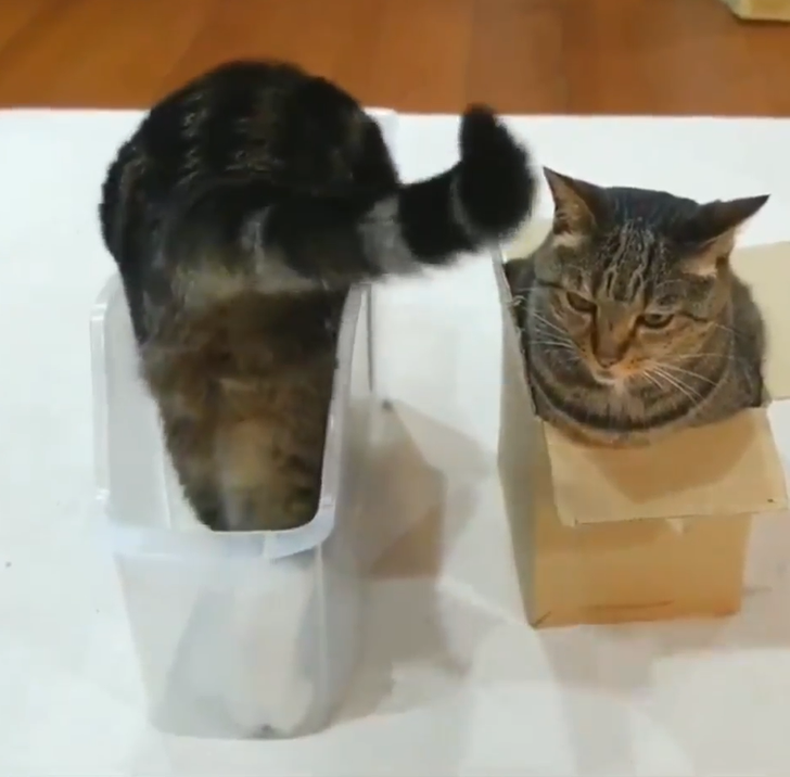 Illustration de l'article : Quand l'illusion d'optique nous joue des tours : découvrez ces 15 images déconcertantes