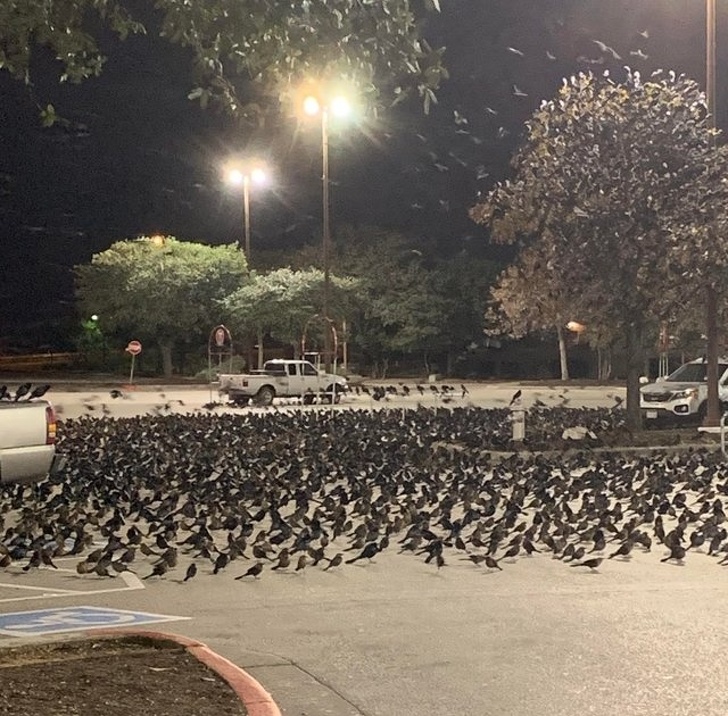 Illustration de l'article : Ces 20 photos qui montrent que se garer n'est pas si simple