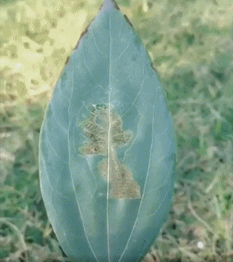 Illustration de l'article : Ces 21 photos de faits ou de curiosités rares