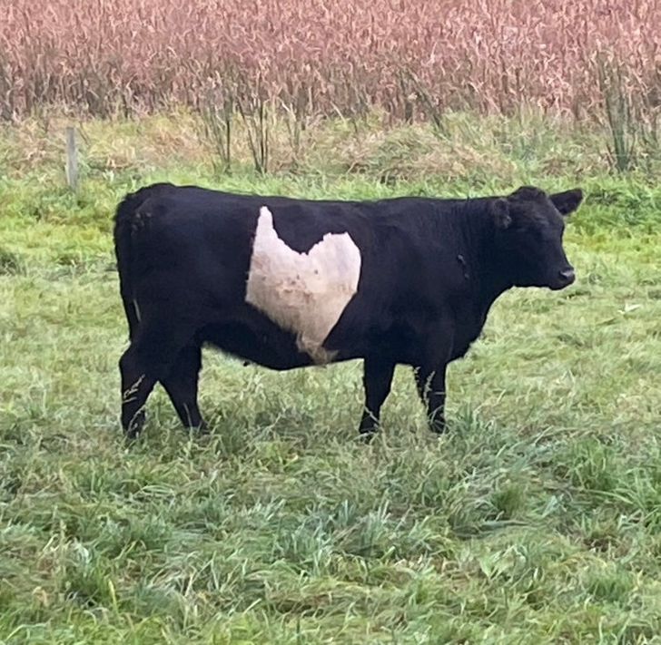 Illustration de l'article : Ces 15 fois où la nature a joué avec les couleurs