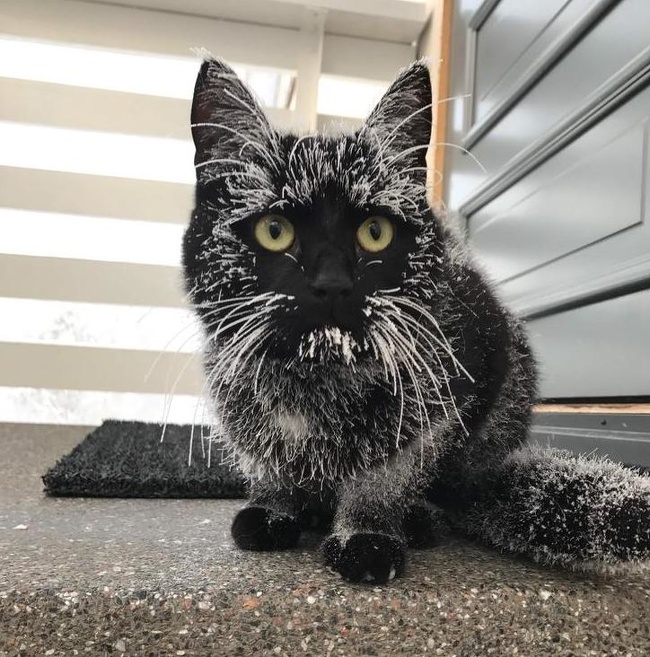 Illustration de l'article : Ces 17 photos qui montrent la dureté de l'hiver