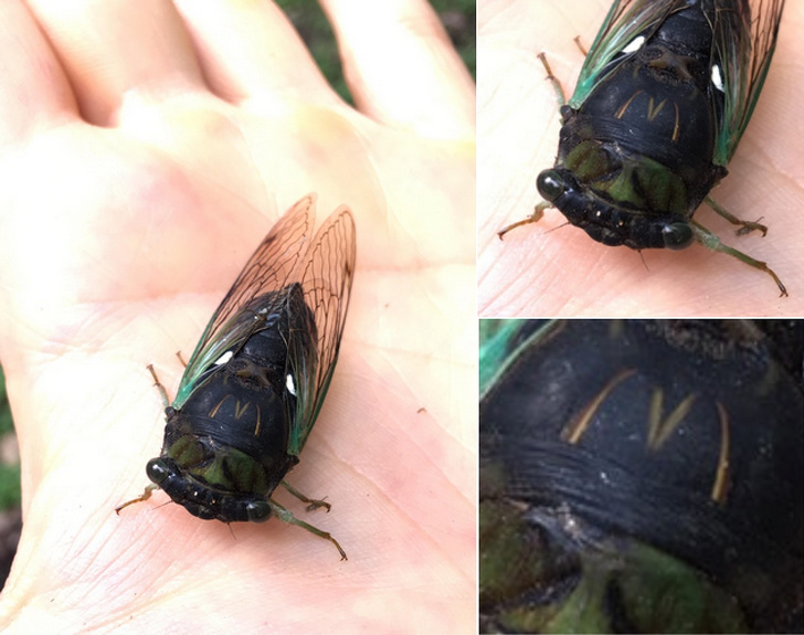 Illustration de l'article : Ces 18 phénomènes peu communs observés un peu partout dans le monde