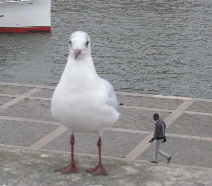 Illustration de l'article : Ces 16 photos qui jouent des tours au cerveau