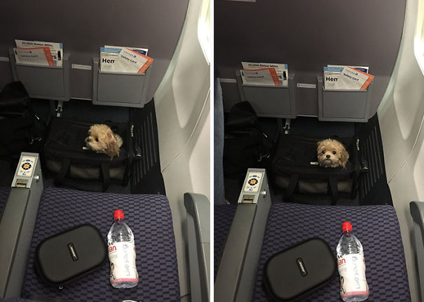 Illustration de l'article : 20 passagers insolites dans des transports aériens