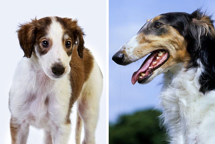 Illustration de l'article : Ces 20 photos de chiots devenus des molosses
