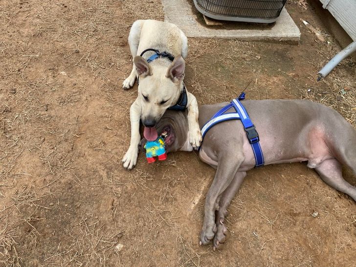 Illustration de l'article : Ces 19 photos illustrant les plus belles amitiés entre animaux de compagnie