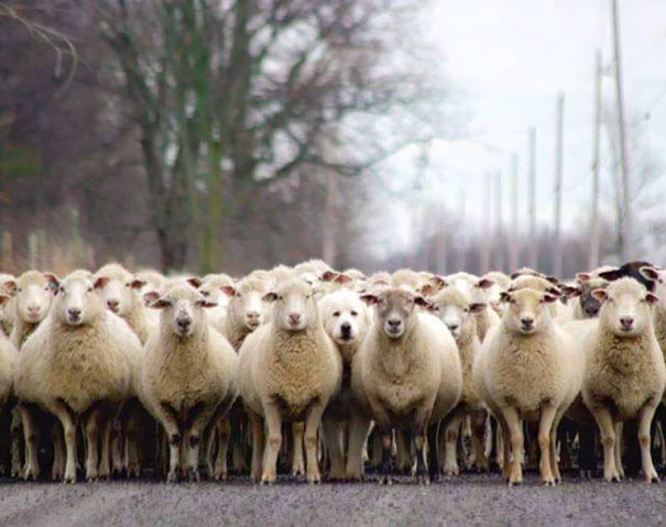 Illustration de l'article : Qui a vraiment le niveau pour trouver l'intrus sur ces 100 photos ? 