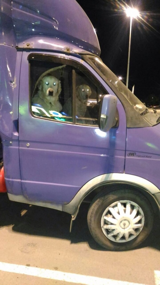 Illustration de l'article : 27 situations inattendues dans lesquelles se sont retrouvés certains animaux