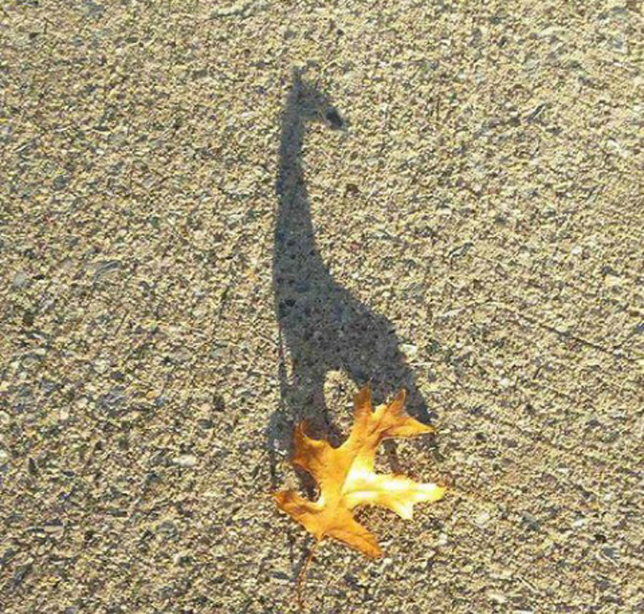 Illustration de l'article : Ces 19 ombres bien différentes de leur corps réel