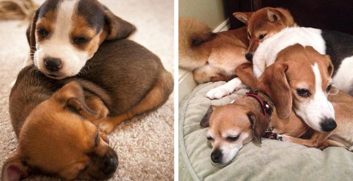 Illustration de l'article : Ces 20 photos de chiens et de chats qui sont devenus géants