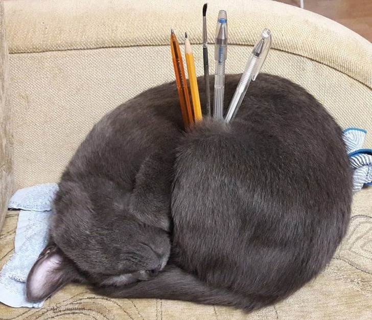 Illustration de l'article : Ces 12 photos de personnes ne voulant pas faire comme tout le monde