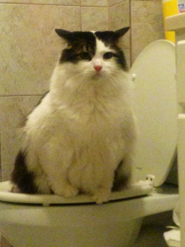 Illustration de l'article : 27 situations inattendues dans lesquelles se sont retrouvés certains animaux