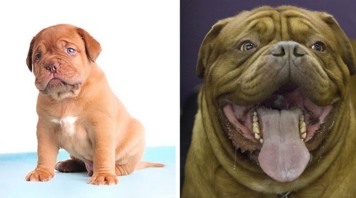 Illustration de l'article : Ces 20 photos de chiots devenus des molosses