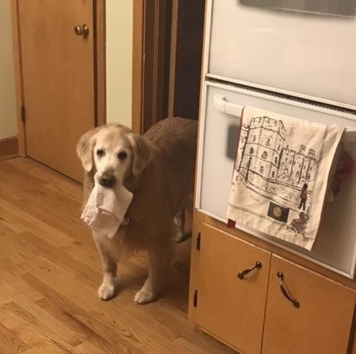 Illustration de l'article : Ces 18 photos qui peuvent être réconfortantes