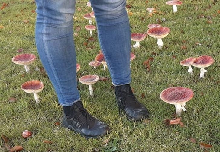 Illustration de l'article : Ces 14 photos comparatives de choses originales