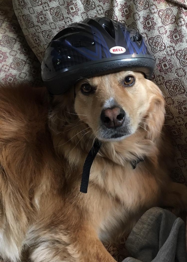 Illustration de l'article : Ces 14 photos qui rendent de bonne humeur