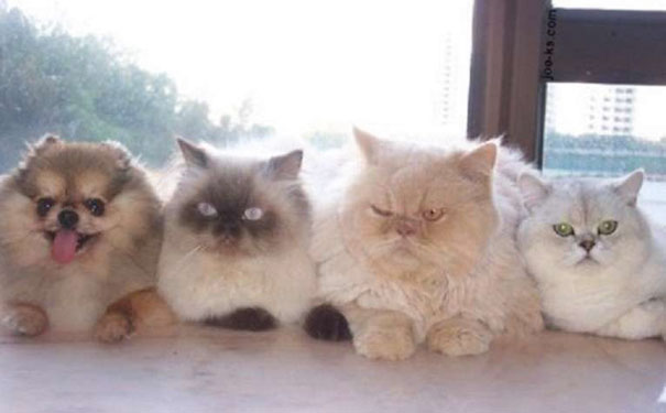 Illustration de l'article : Qui a vraiment le niveau pour trouver l'intrus sur ces 100 photos ? 