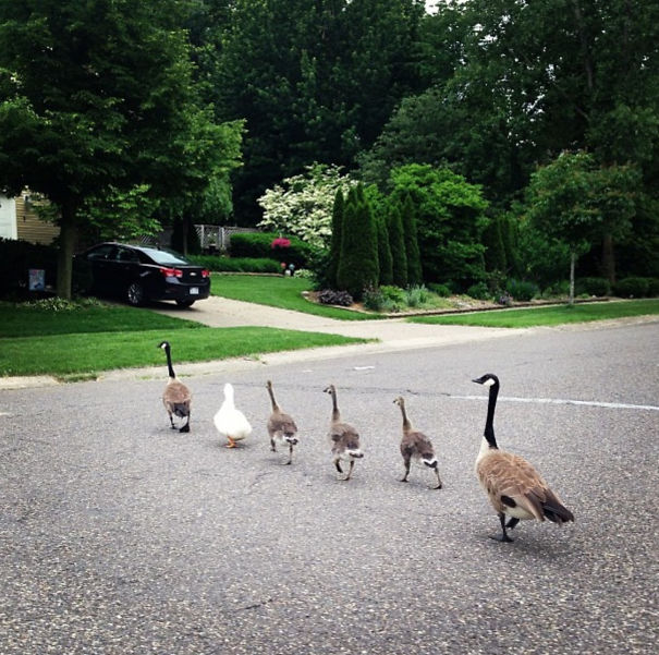 Illustration de l'article : Qui a vraiment le niveau pour trouver l'intrus sur ces 100 photos ? 