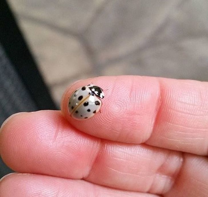 Illustration de l'article : Ces 19 photos qui illustrent les bugs de la nature