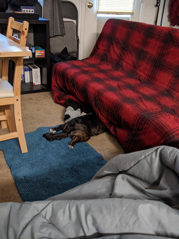 Illustration de l'article : Ces 19 photos illustrant les piètres talents des animaux de compagnie au jeu de cache-cache