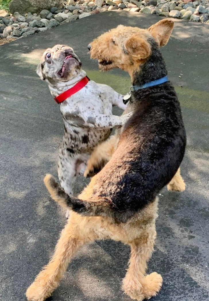 Illustration de l'article : Les joies du quotidien avec des animaux et des enfants en 20 clichés amusants