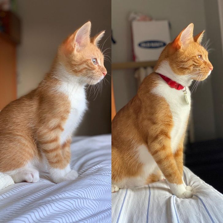 Illustration de l'article : Ces 17 photos d'animaux qui ont trouvé un foyer aimant