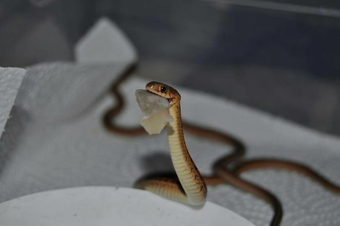 Illustration de l'article : 20 serpents qui vous aideront sûrement à dédramatiser les reptiles