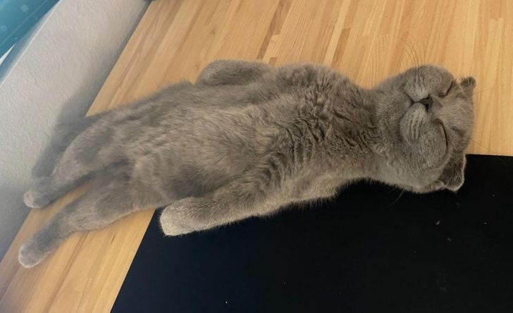 Illustration de l'article : Ces 20 animaux qui font tout pour faire croire qu'ils ont une vie très fatigante