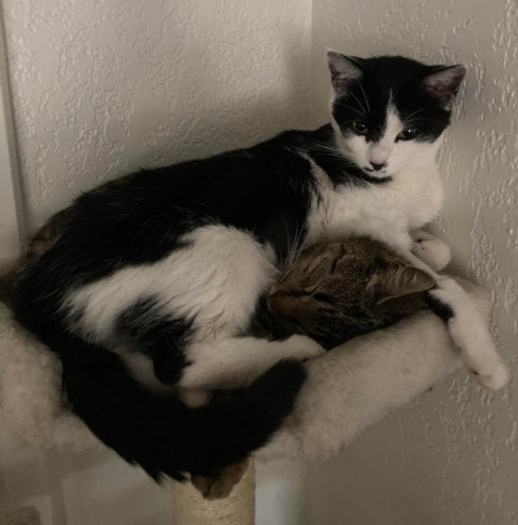 Illustration de l'article : Ces 19 photos de chats qui défient toutes les lois établies