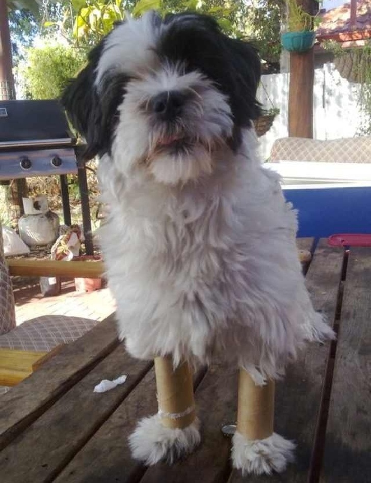 Illustration de l'article : Ces 20 photos qui montrent que certaines familles ont un grain de folie