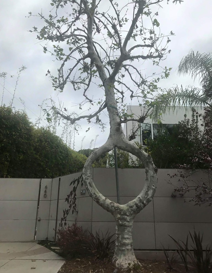 Illustration de l'article : Ces 24 photos de surprises rencontrées par des internautes