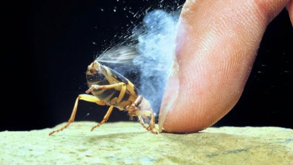 Illustration de l'article : 16 images captivantes sur les faits naturels les plus fascinants au monde 