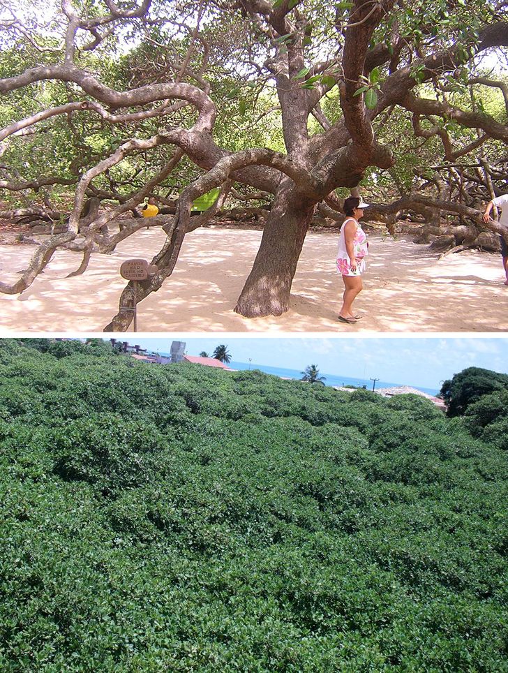 Illustration de l'article : Ces 19 photos illustrant des curiosités qui existent vraiment