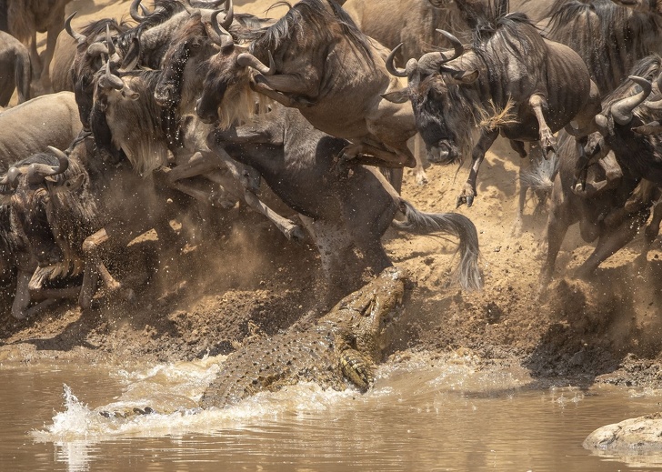 Illustration de l'article : Cette sélection des 19 plus belles photos de 2018