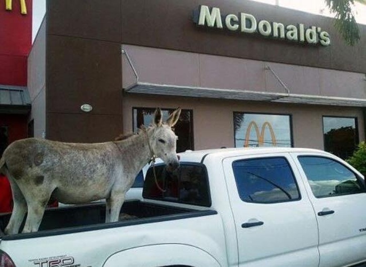 Illustration de l'article : Ces 16 curiosités montrent la folie du monde qui nous entoure