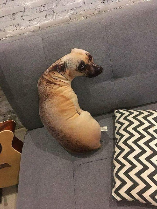 Illustration de l'article : Ces 22 curieux moments capturés au bon moment