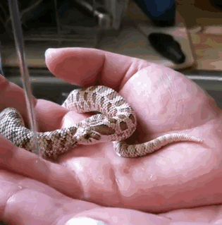 Illustration de l'article : 20 serpents qui vous aideront sûrement à dédramatiser les reptiles