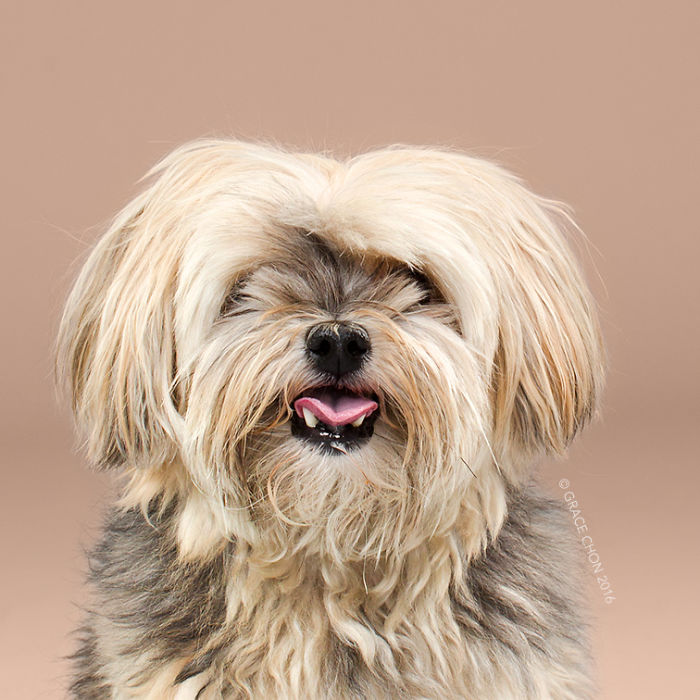Illustration de l'article : 16 chiens photographiés avant et après une bonne coupe pour l'été !