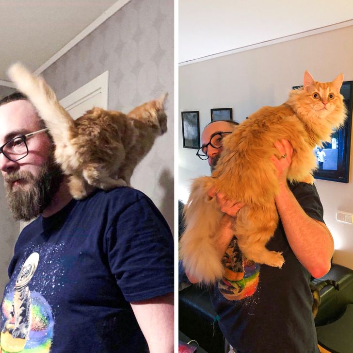 Illustration de l'article : Ces 20 photos de chiens et de chats qui sont devenus géants