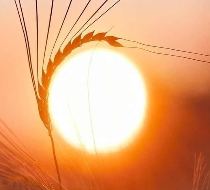 Illustration de l'article : Ces 20 photos qui montrent que la nature est bien faite