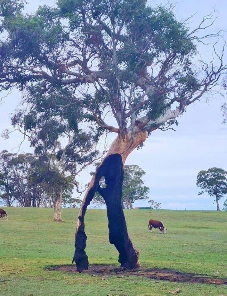 Illustration de l'article : Ces 14 photos qui montrent la puissance de la nature