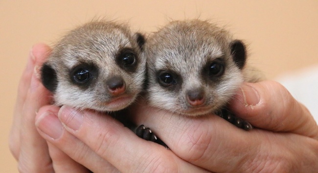 Sauriez Vous Reconnaitre A Quelle Espece Appartiennent Ces 18 Bebes Animaux