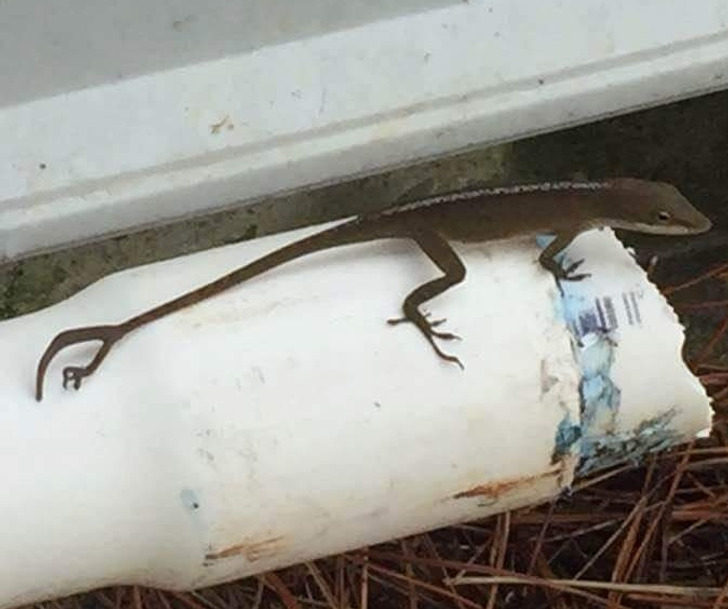 Illustration de l'article : Ces 18 photos de particularités trouvées chez l'homme et dans la nature