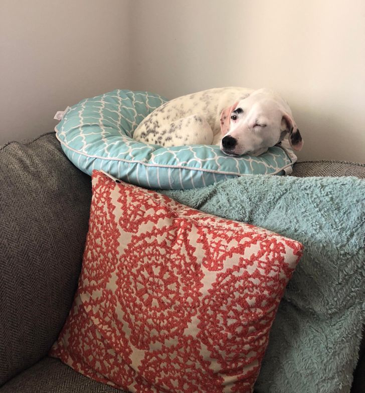 Illustration de l'article : Ces 15 photos de chiens qui se prennent pour des chats