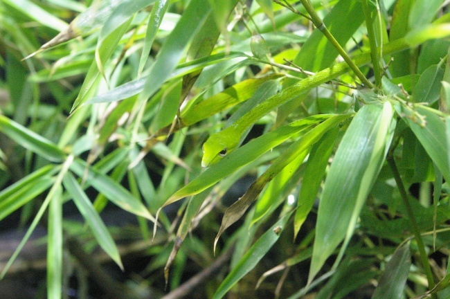 Illustration de l'article : Si vous n'avez pas une vision parfaite, vous ne trouverez pas les animaux cachés sur ces 10 photos !