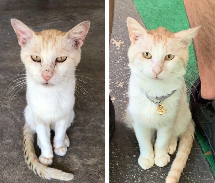 Illustration de l'article : Ces 17 photos d'animaux qui ont trouvé un foyer aimant